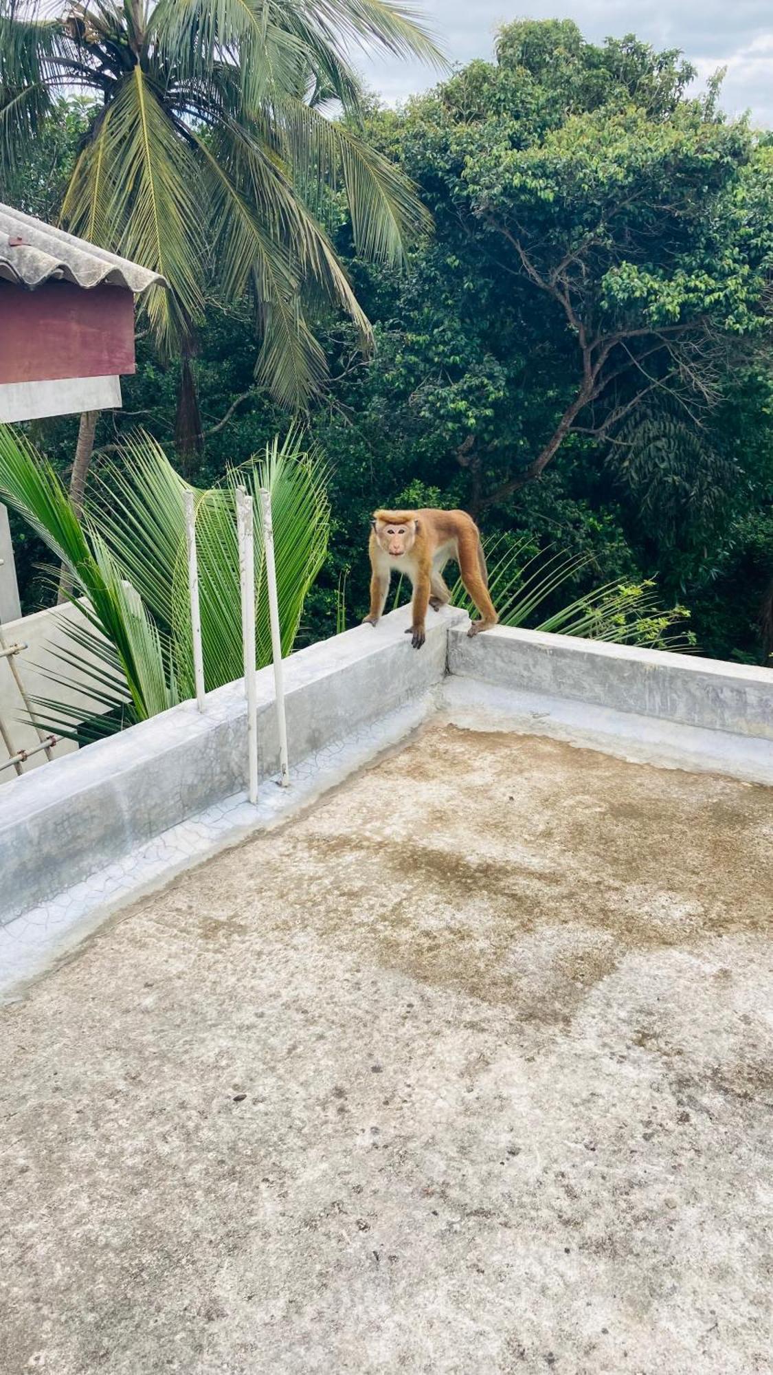 Ayubowan Hiriketiya Apartment Dikwella Luaran gambar